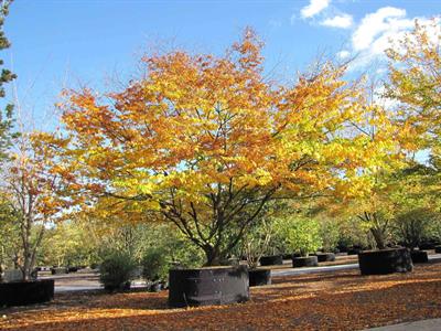Zelkova serrata
